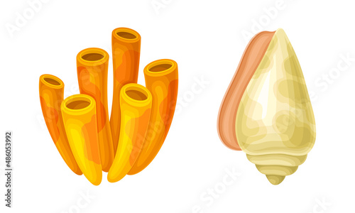 Seashell as Hard Marine Snail Shell and Coral Vector Set
