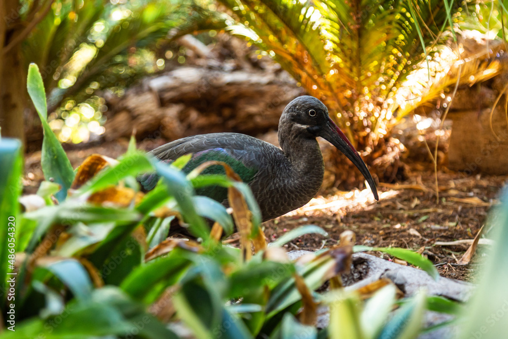 Black ibis bird in tropical garden Black ibis bird in tropical garden