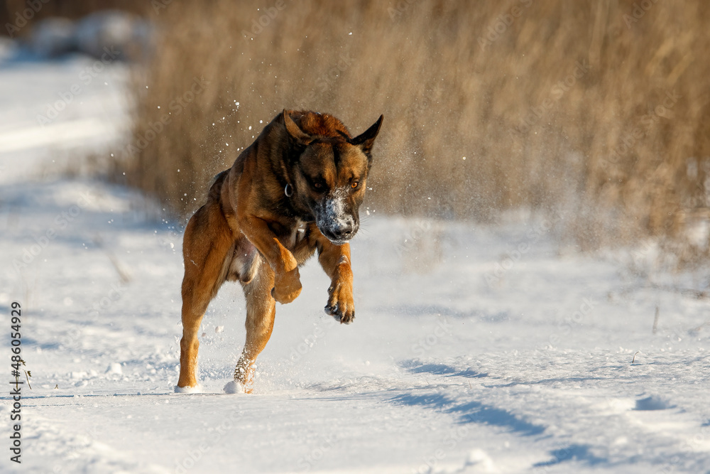 Belgian Shepherd Malinois in a jump on a snowy road Belgian Shepherd Malinois in a jump on a snowy road