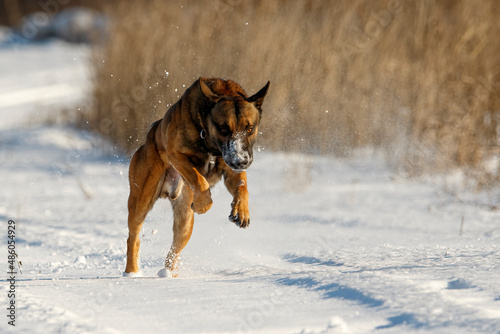 Belgian Shepherd Malinois in a jump on a snowy road