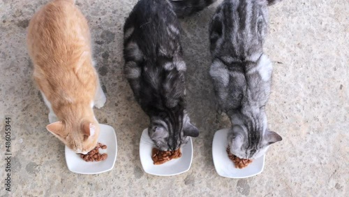 Three cats are eating food from white plates. Two gray and ginger cat are having lunch