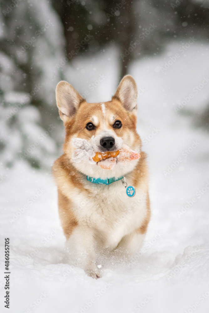 welsh corgi pembroke dog winter snow welsh corgi pembroke dog winter snow