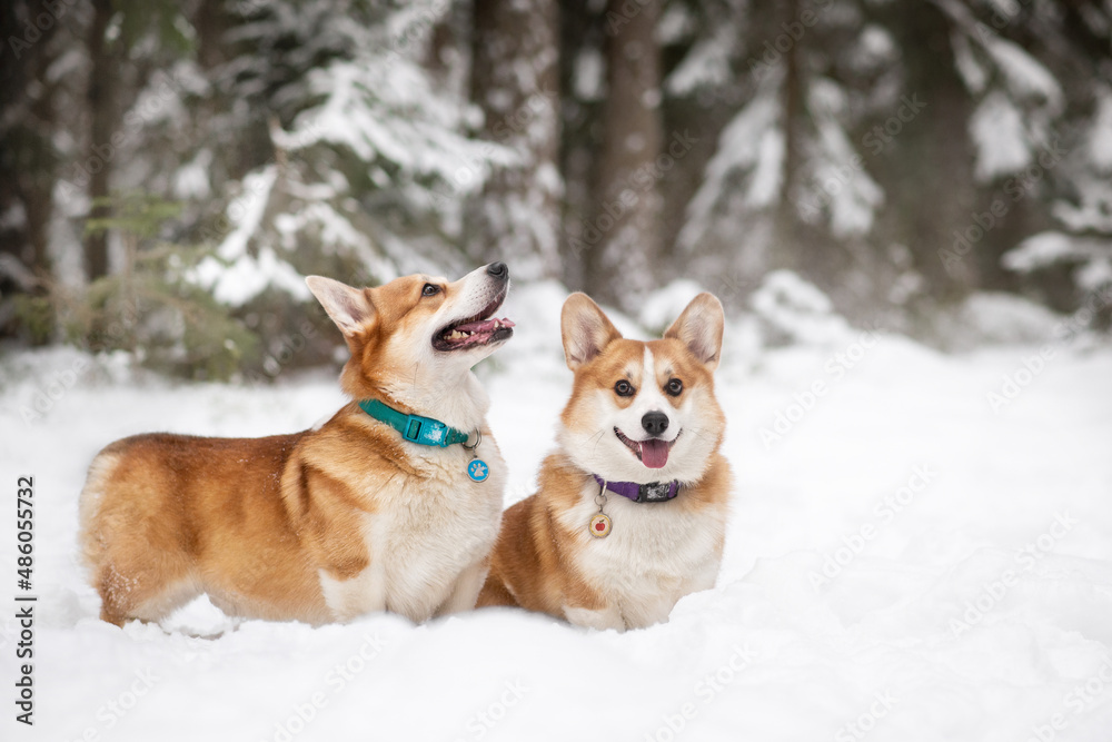 welsh corgi pembroke dog winter snow welsh corgi pembroke dog winter snow