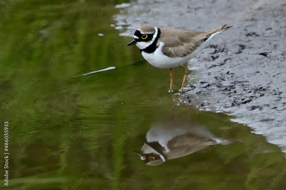Ein Flussregenpfeifer (Charadrius dubius) spiegelt sich im Wasser. Ein Flussregenpfeifer (Charadrius dubius) spiegelt sich im Wasser.