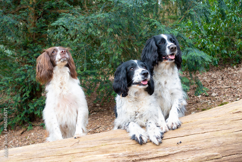 Fototapeta Naklejka Na Ścianę i Meble -  Three pretty spaniel dogs look towards camera leaning on fallen tree trunk whilst out for exercise in the English countryside.

