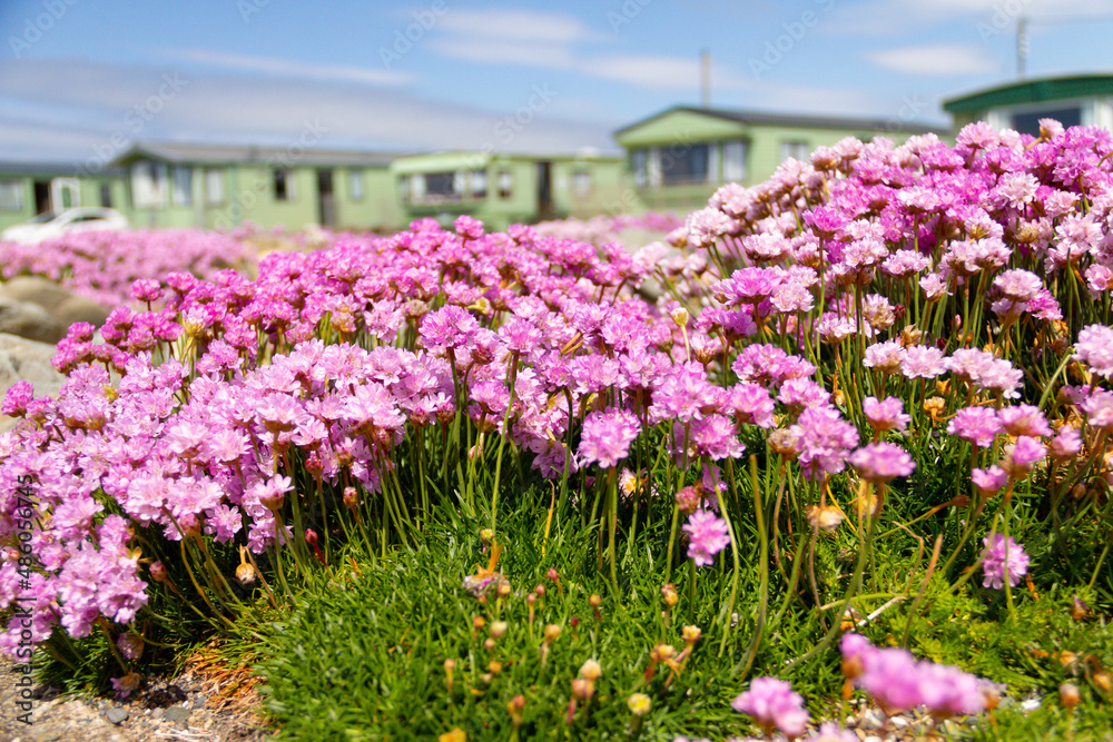 Pretty pink thrift plant growing on edge of caravan park that leads on to beach in coastal Wales.