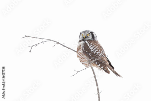 Northern Hawk-Owl (Surnia ulula) isolated on white background perched in a tree hunting in winter in Canada photo