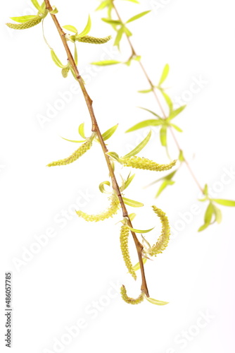 Yellow flowers on babylon willow (Salix babylonica) over white background at spring (ID: 486057785)