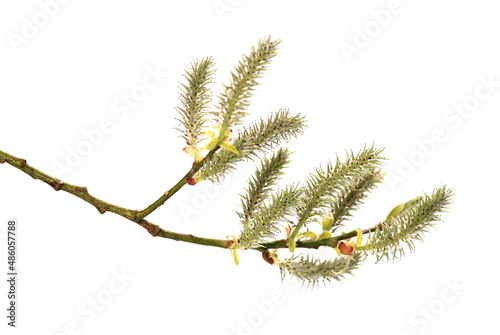 A branch of a Willow tree catkins isolated on white background (ID: 486057788)