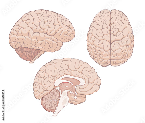 Human brain vector illustration. Top view, side view and sagittal section. photo