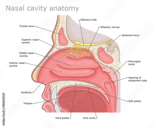 Human nasal cavity anatomy medical vector illustration.