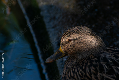 A hen Mallard duck sit in the shadows. A band of light flashes across her face showing the eye in sharp detail.  photo