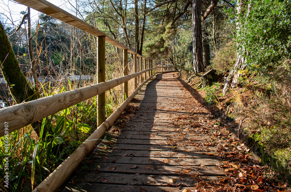 A sunlit wooden path runs through a forest with a lake to the left in frame. A sunlit wooden path runs through a forest with a lake to the left in frame.