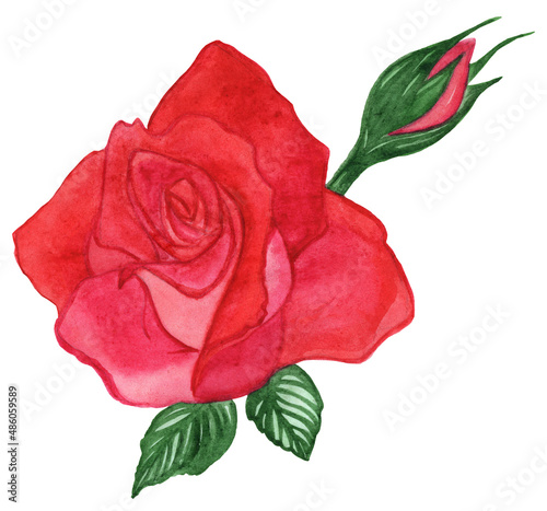 Watercolor scarlet rose with bud