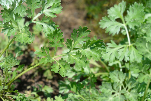 Common wormwood