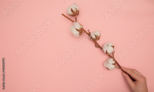 Female hand holding a twig with cotton flowers on a pink background, close up © Reda