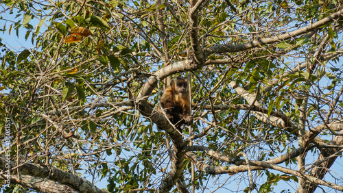 Macaco na árvore