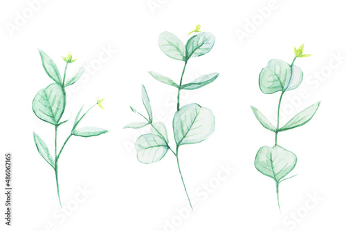 Set of three sprigs of eucalyptus, painted in watercolor and isolated on a white background. Watercolor plants for design. Green plants for floral bouquets and arrangements.