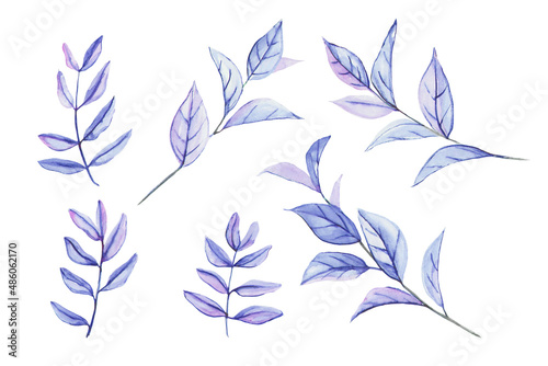 A set of sprigs of Ruscus and Pistacia plants, painted in watercolor and tinted in purple-pink. Exotic plants for floral bouquets and arrangements. Watercolor plants for decoration isolated on white.