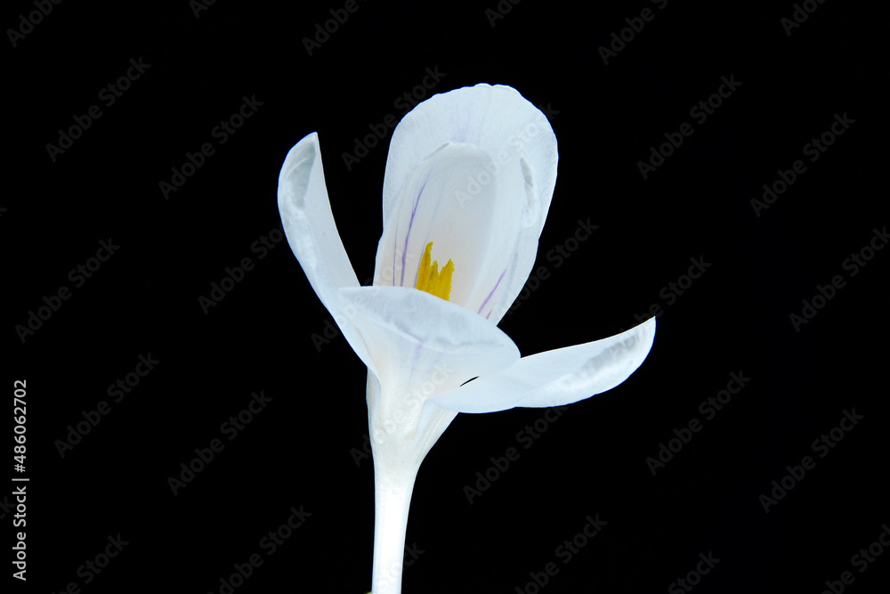 biały krokus, symbol trzeźwości. czysta wiosna, to miłość, wiosna i powiew świeżości  - obrazy, fototapety, plakaty 
