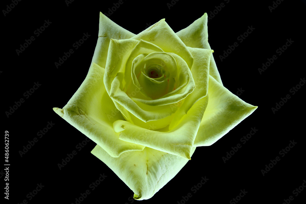 żółta róża, czysta miłość w postaci kwiatka. idealna dla życzenia, sprawiająca radość dla mamy, babci, zakochanych. Dla niej i dla niego idealny prezent. - obrazy, fototapety, plakaty 