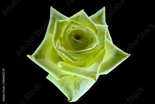 żółta róża, czysta miłość w postaci kwiatka. idealna dla życzenia, sprawiająca radość dla mamy, babci, zakochanych. Dla niej i dla niego idealny prezent.
