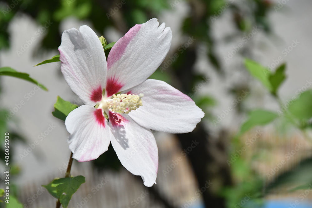 Obraz premium 무궁화