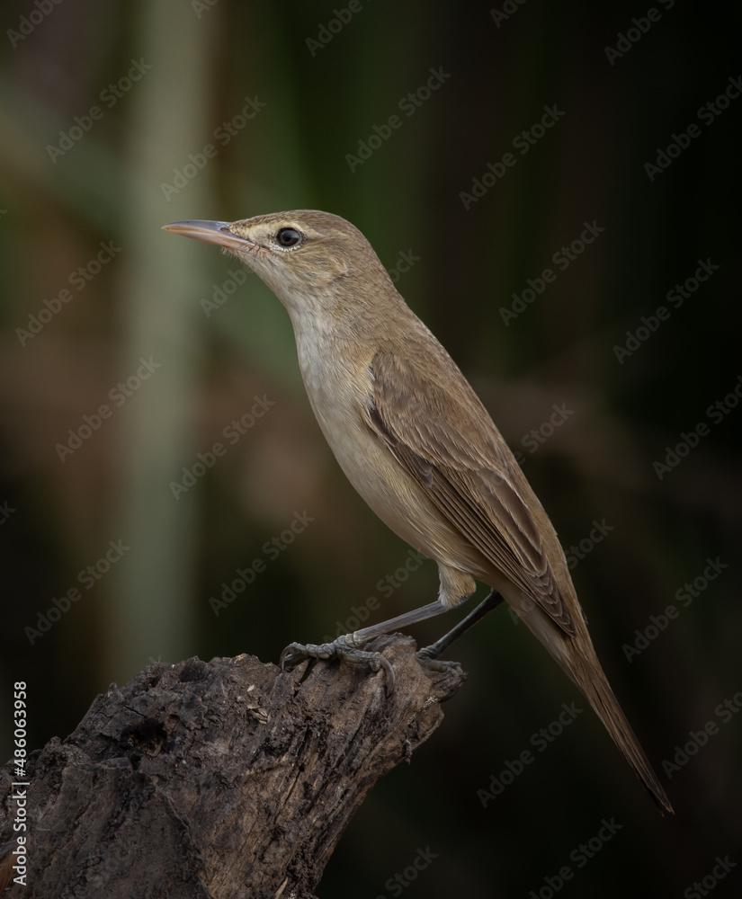 Fototapeta premium Acrocephalus orientalis on branch tree close up of bird.
