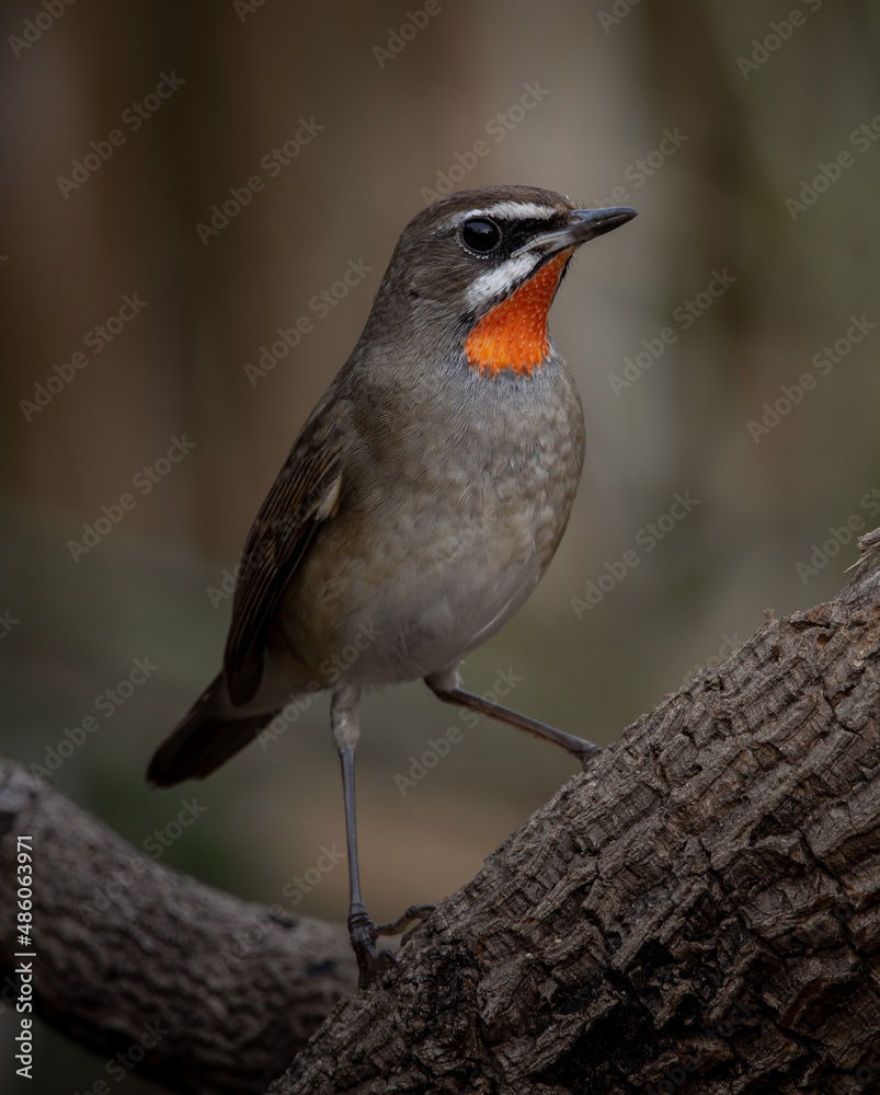 Fototapeta premium Siberian Rubythroat close up shot of bird.
