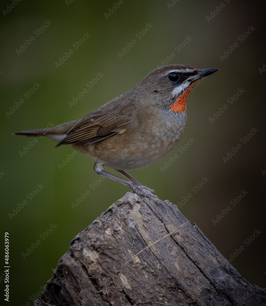 Fototapeta premium Siberian Rubythroat close up shot of bird.