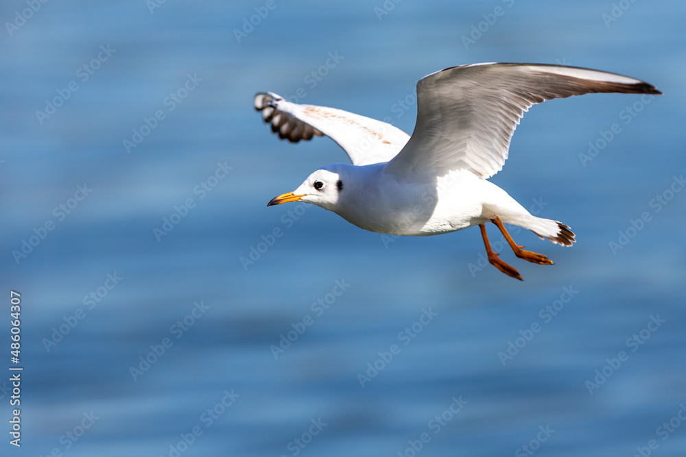 White seagull in flight over the waters of the pond. urban birds. Waterfowl with open wings