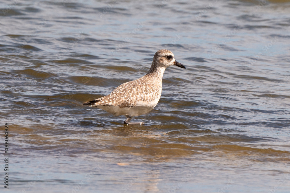 Pluvier argenté,.Pluvialis squatarola, Grey Plover Pluvier argenté,.Pluvialis squatarola, Grey Plover