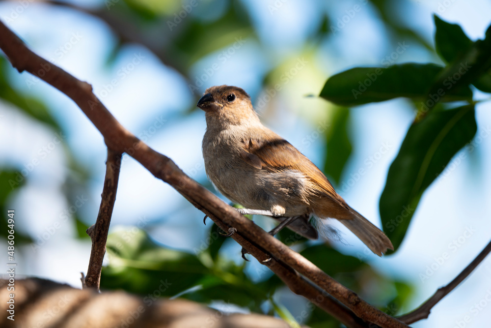 Obraz premium Sporophile rougegorge, Pèrenoir rougegorge,.Loxigilla noctis, Lesser Antillean Bullfinch, Ile de Saint Martin, Antilles