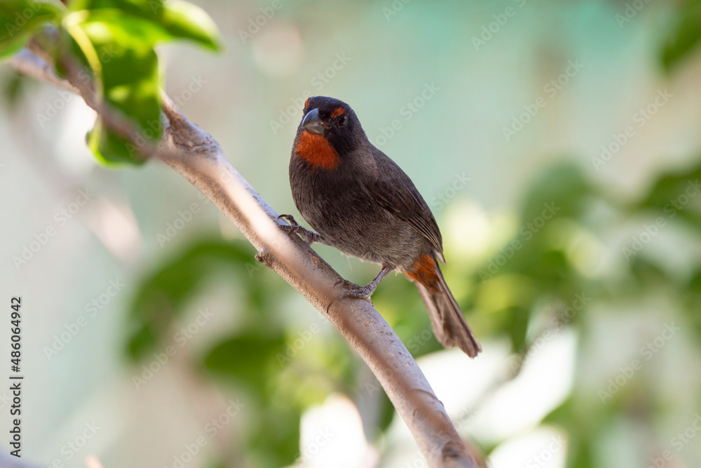 Sporophile rougegorge, Pèrenoir rougegorge,.Loxigilla noctis, Lesser Antillean Bullfinch, Ile de Saint Martin, Antilles Sporophile rougegorge, Pèrenoir rougegorge,.Loxigilla noctis, Lesser Antillean Bullfinch, Ile de Saint Martin, Antilles