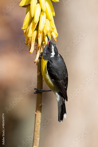 Sucrier à ventre jaune,.Coereba flaveola, Bananaquit photo