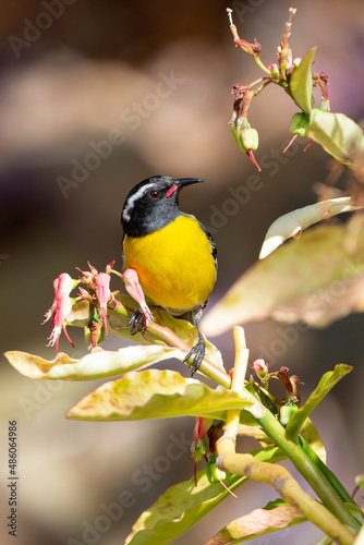 Sucrier à ventre jaune,.Coereba flaveola, Bananaquit, Ile de Saint Martin, Antilles photo