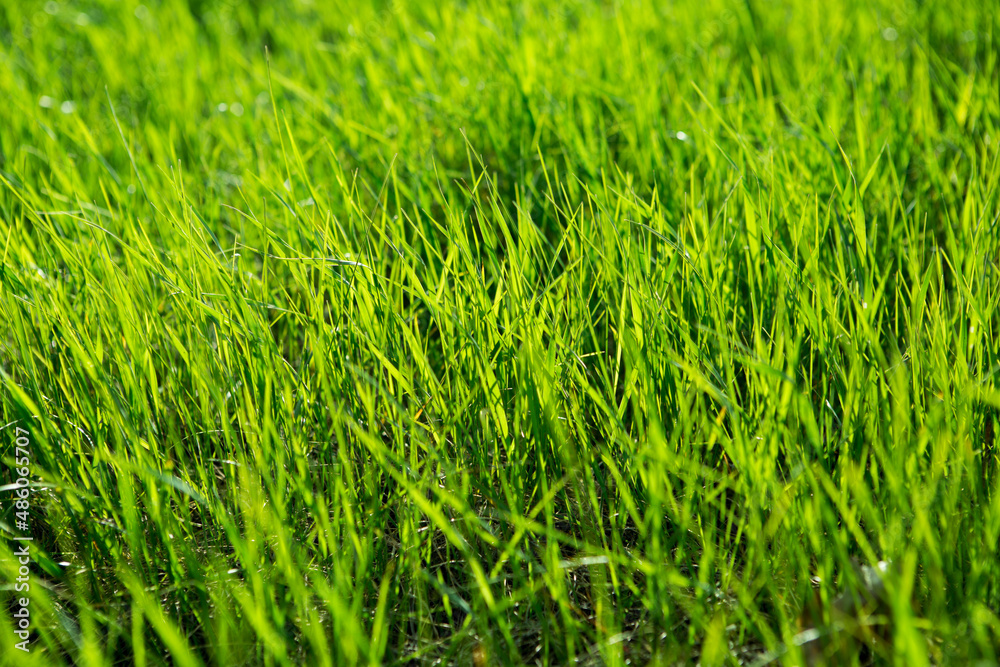 Fototapeta premium Wonderful turf for football and other sports. Fresh green grass in sunset with glow