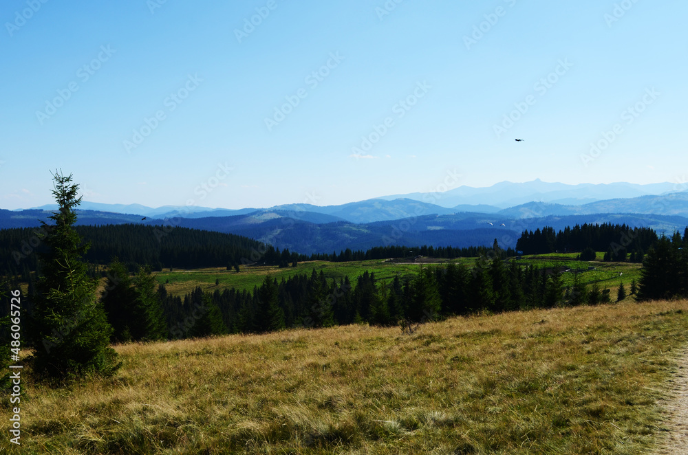 Flying crows in the blue sky above the forest. Flying crows in the blue sky above the forest.