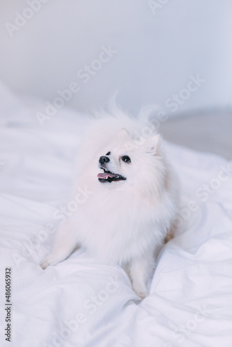 white fluffy pomeranian dog on white bed linen on the bed