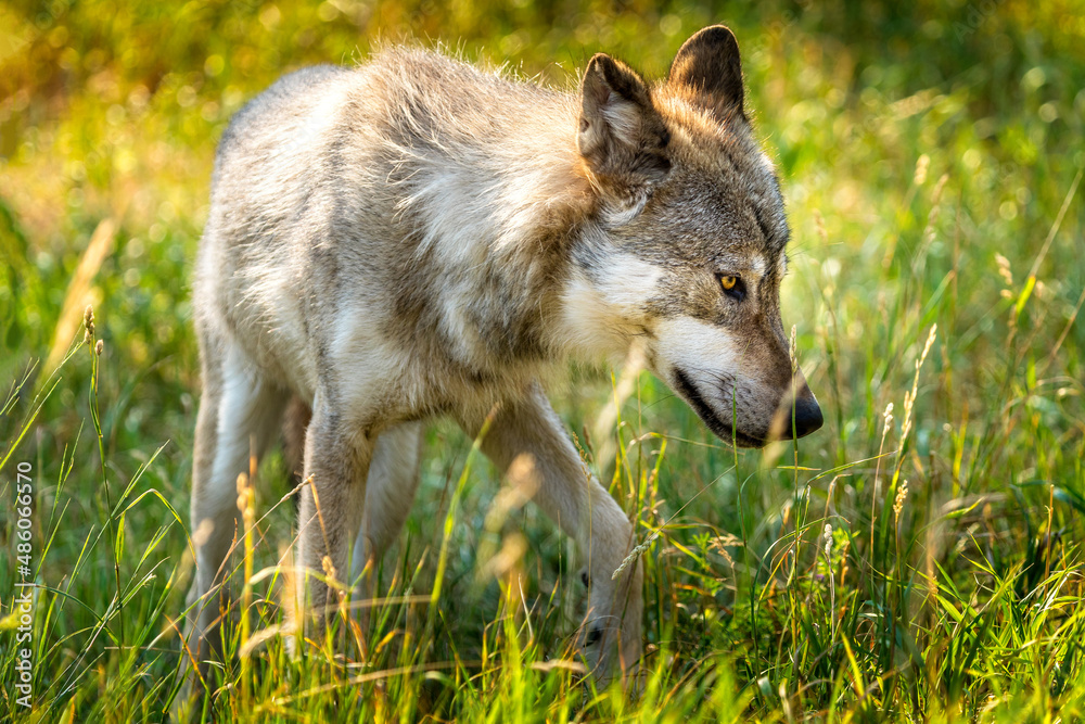 Cute young wolf in a summer meadow