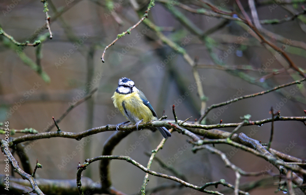 Fototapeta premium Blue tit foraging for food in the woods