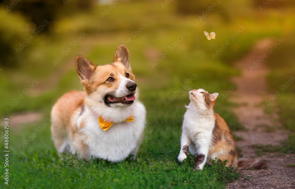 cute fluffy friends a cat and a dog catch a flying butterfly in a sunny summer garden