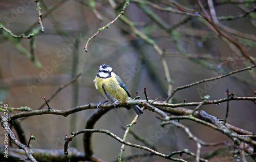 Blue tit foraging for food in the woods