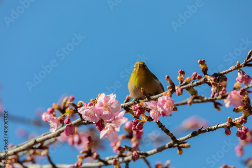 Japanese White-eye and Cerasus lannesiana Carriere at Shibuya, Tokyo, Japan photo