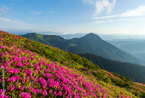 Rhododendron flowers blooming on the high wild mountain hill. Nature landscape. Location Carpathian, Ukraine, Europe. Wallpaper background.