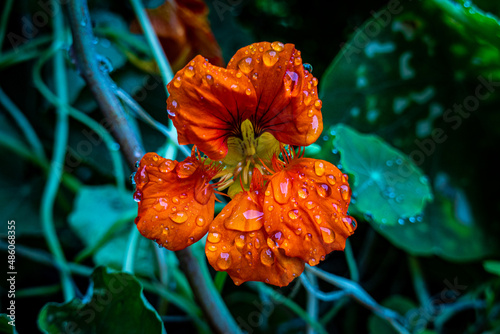 Orange flower with water drops
