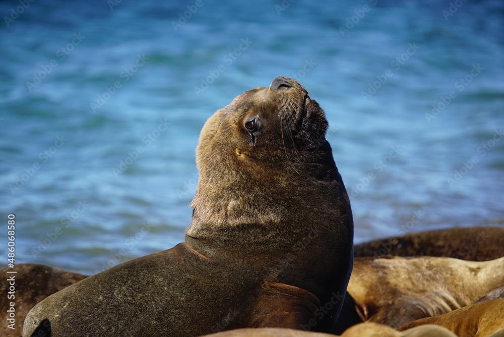 Obraz premium island sea lion, bosque petrificado