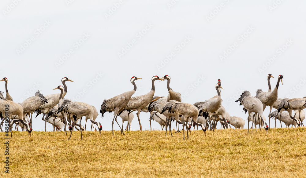 View of cranes on a field View of cranes on a field