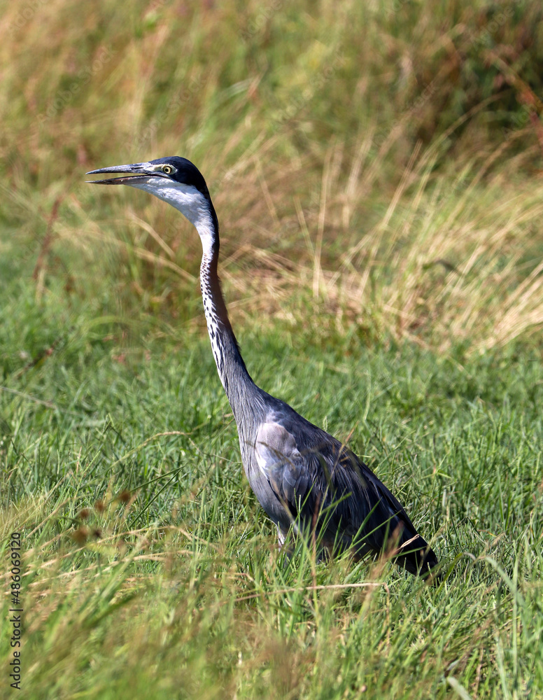 Obraz premium Black-headed Heron, Kruger National Park