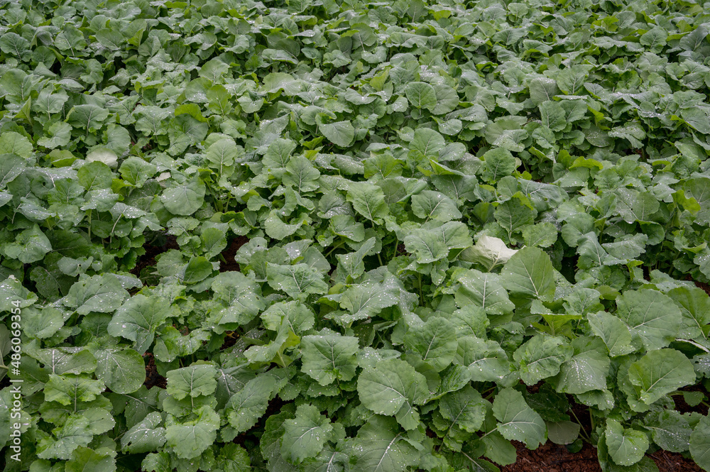 After the rain, the leaves of the vegetables in the vegetable field were covered with drops of water After the rain, the leaves of the vegetables in the vegetable field were covered with drops of water